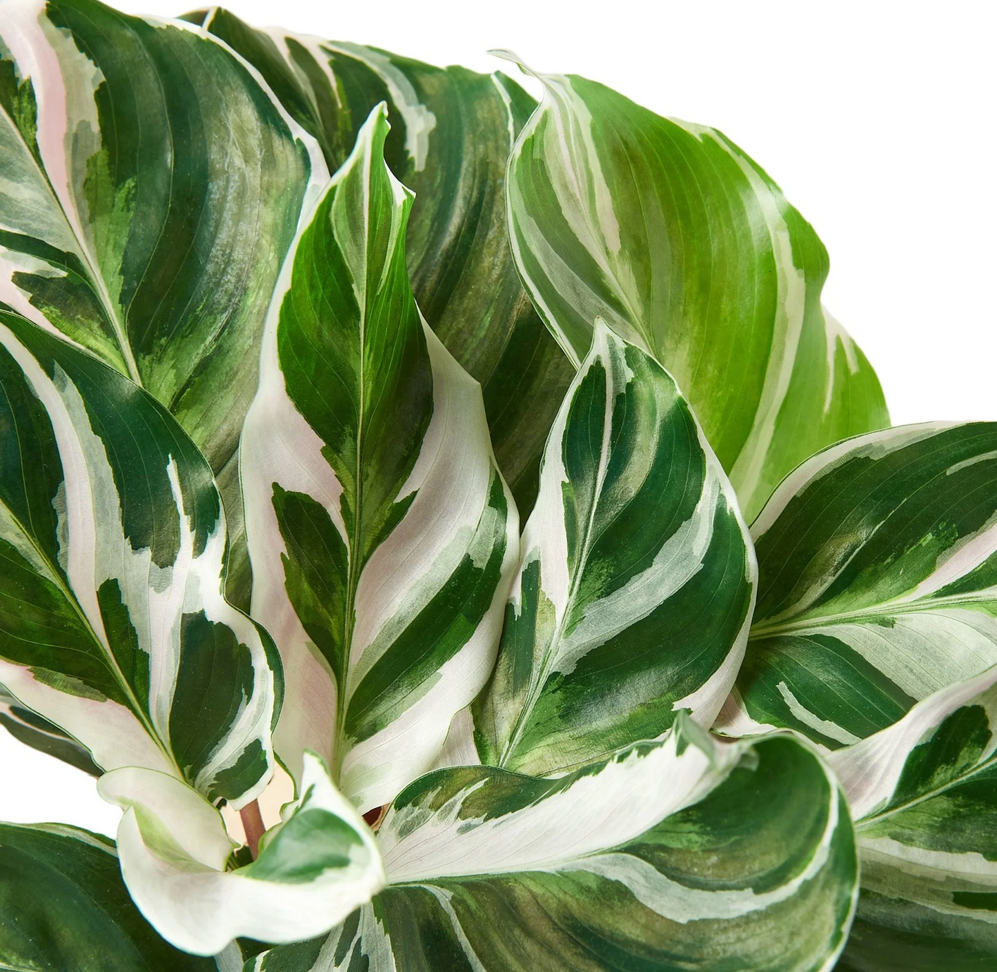 Calathea 'White Fusion'