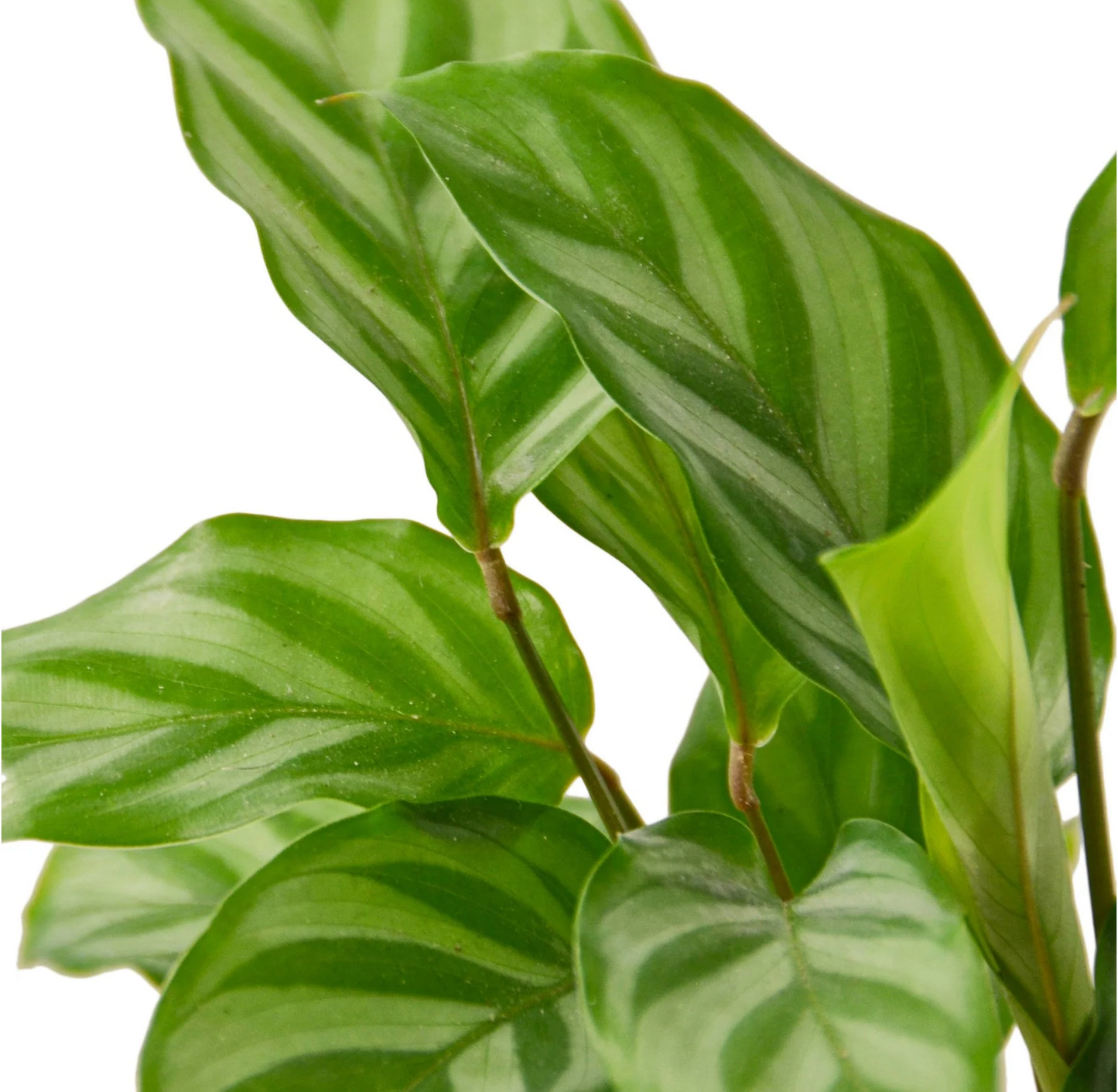 Calathea Concinna 'Freddie'