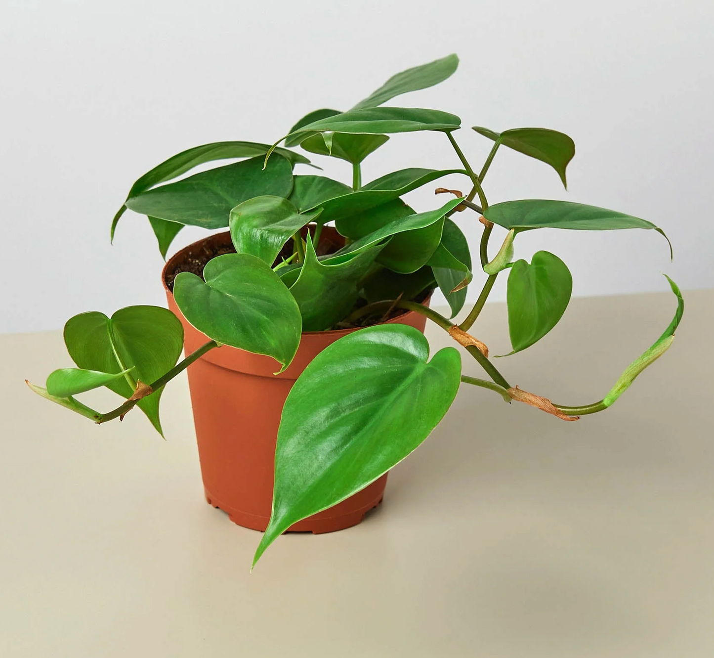 Philodendron Cordatum "Heartleaf"