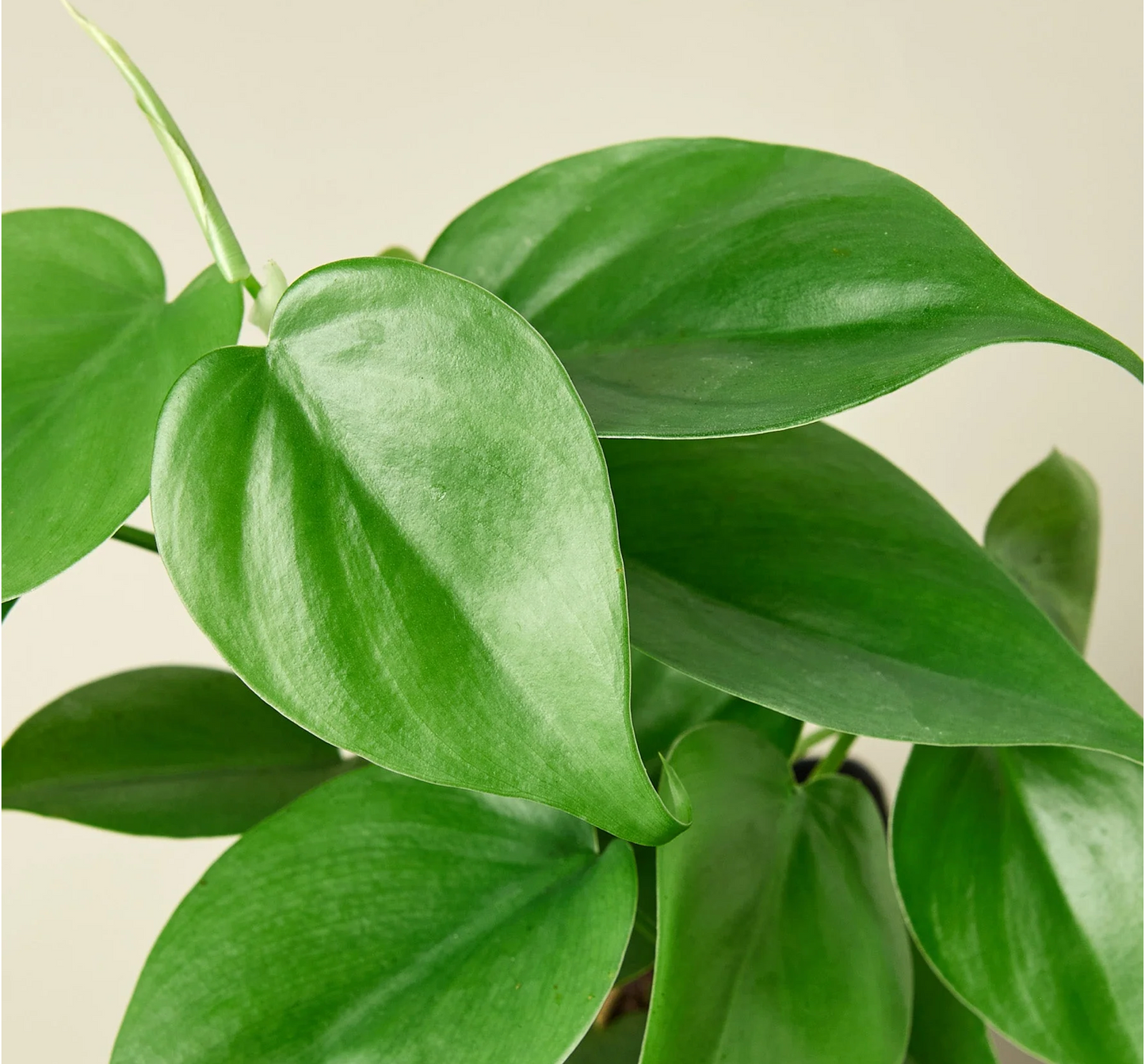 Philodendron Cordatum "Heartleaf"