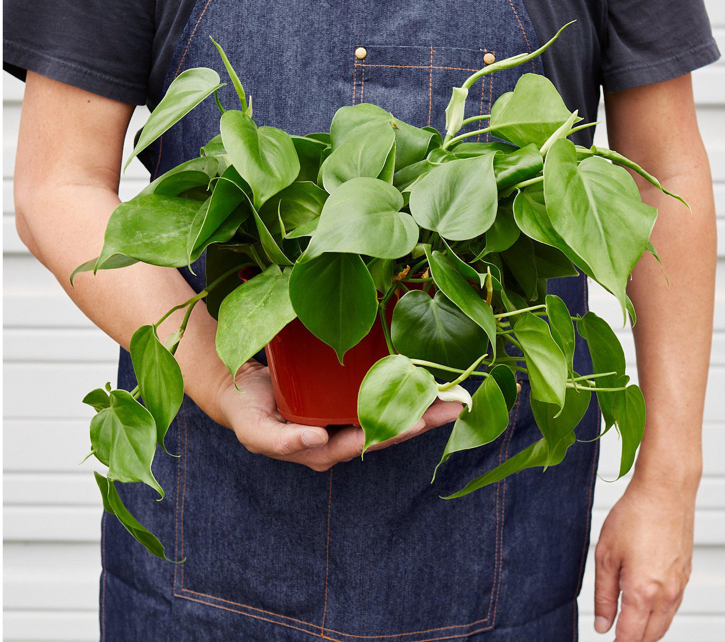 Philodendron Cordatum "Heartleaf"