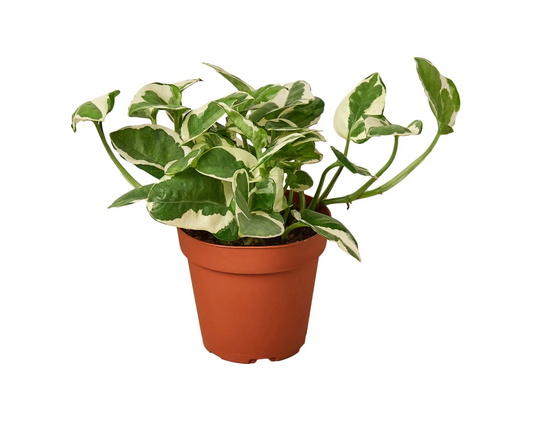 Pothos ‘N’ Joy