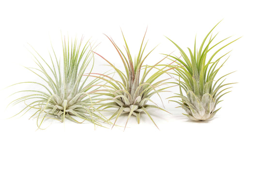 XL Tillandsia Ionantha Guatemala Air Plants