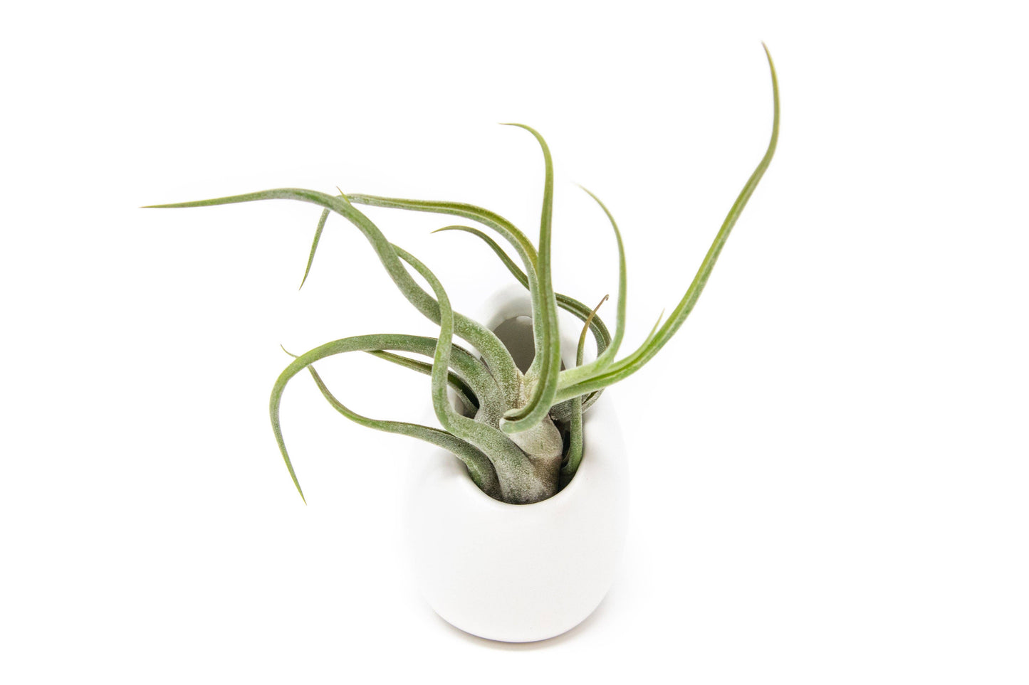 Large Ivory Ceramic Container & Custom Tillandsia Air Plant: Harrisii