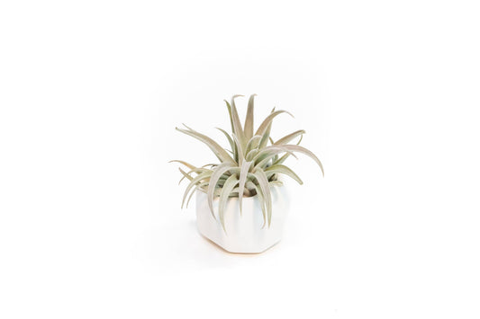 White Geometric Ceramic Container with Air Plant