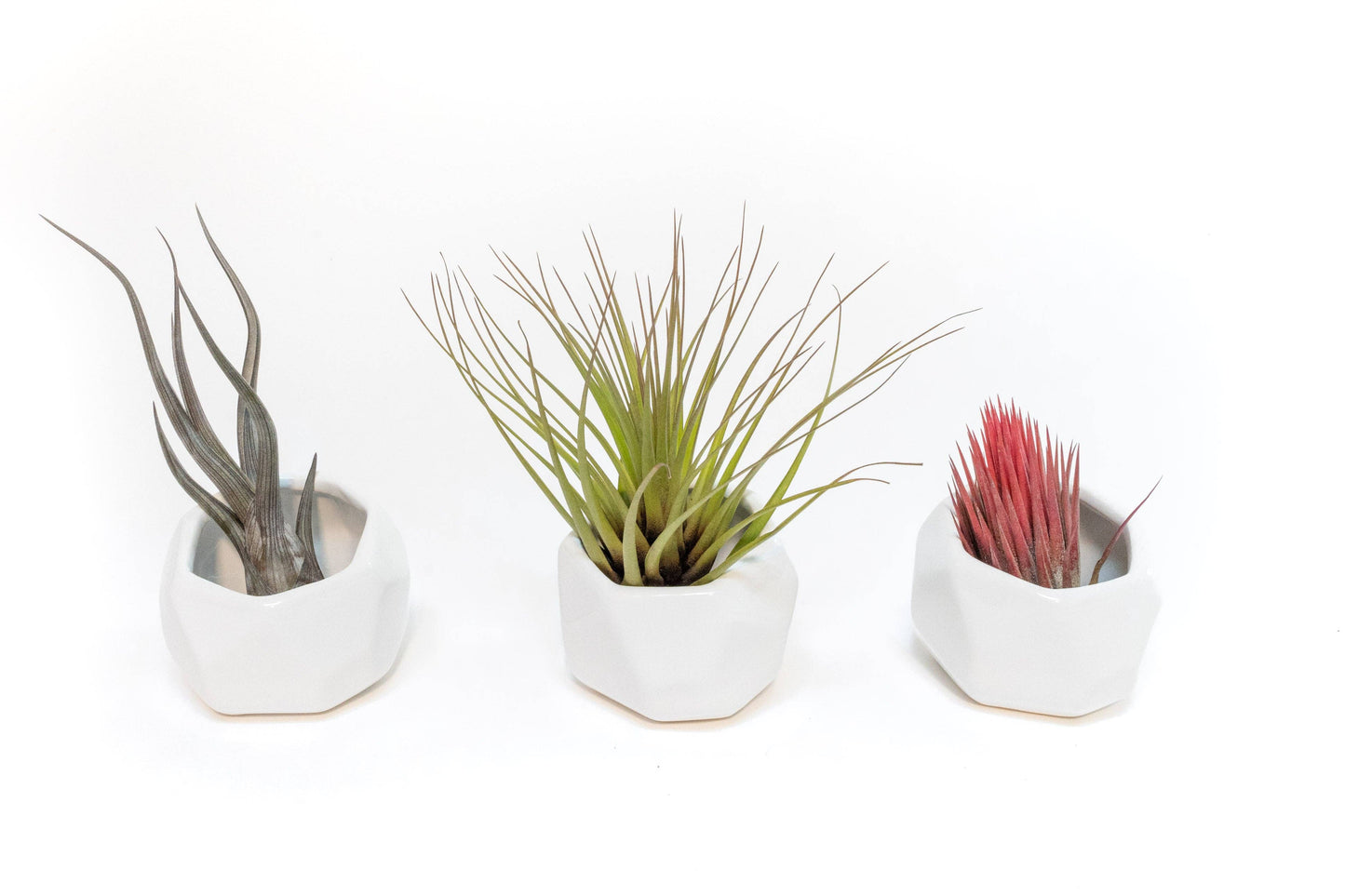 White Geometric Ceramic Container with Air Plant