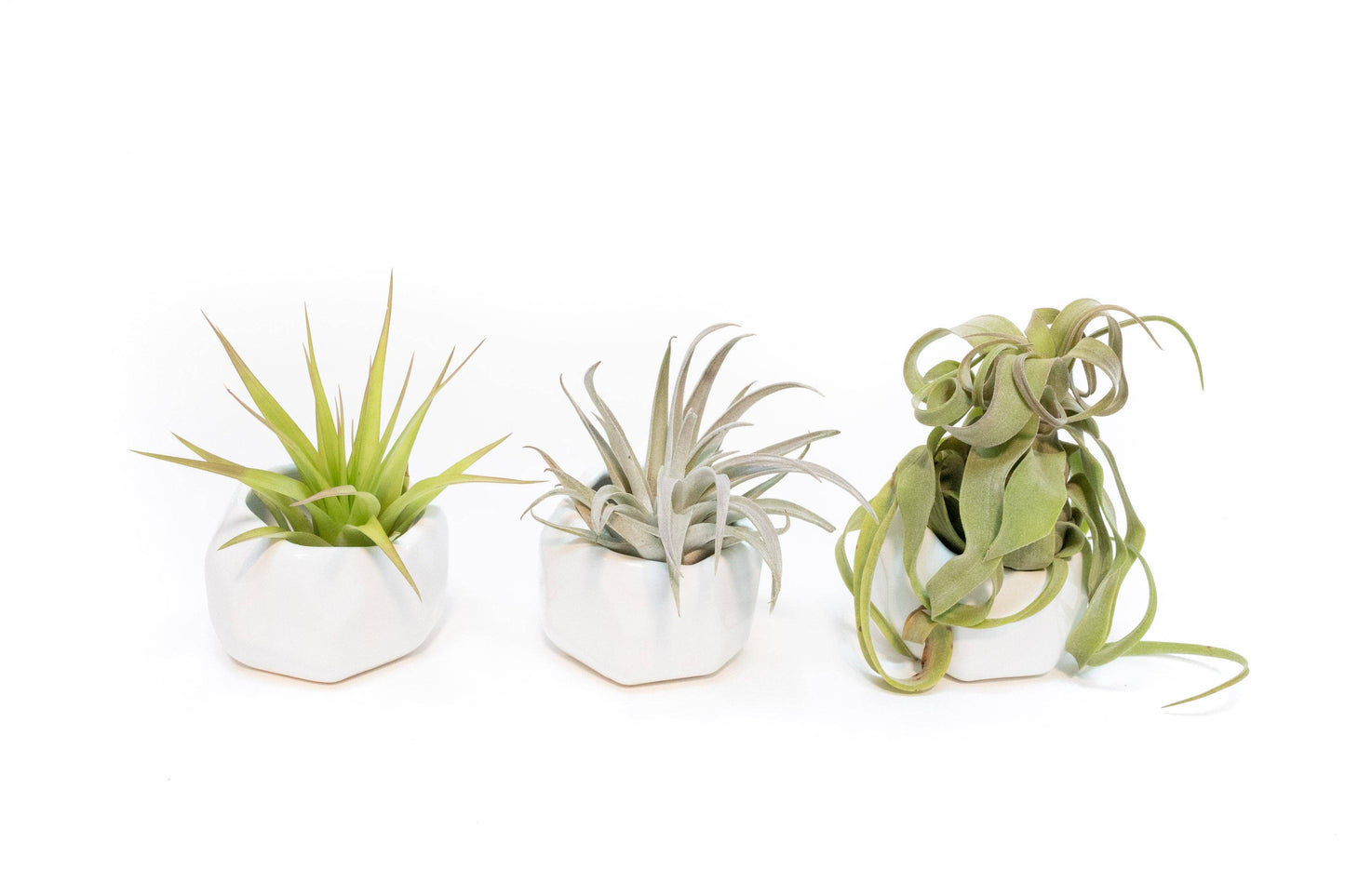 White Geometric Ceramic Container with Air Plant