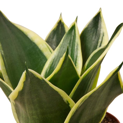 Snake Plant Black Gold 4"