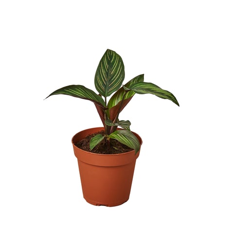 4" Calathea 'Beauty Star'