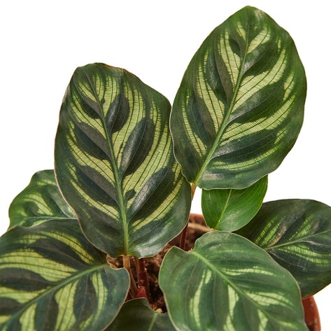 Calathea Makoyana (Peacock Plant)