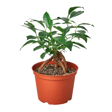 Ficus 'Ginseng'