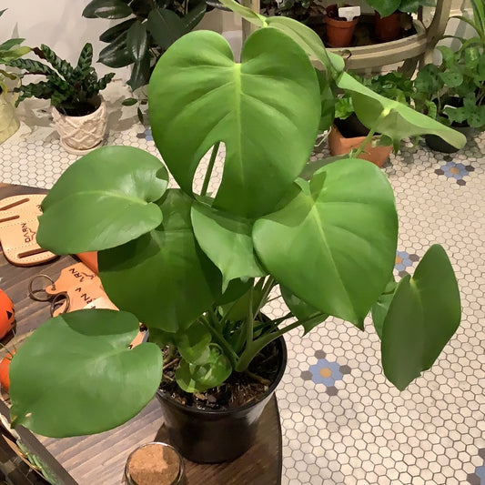 Monstera Deliciosa Split Leaf 6”