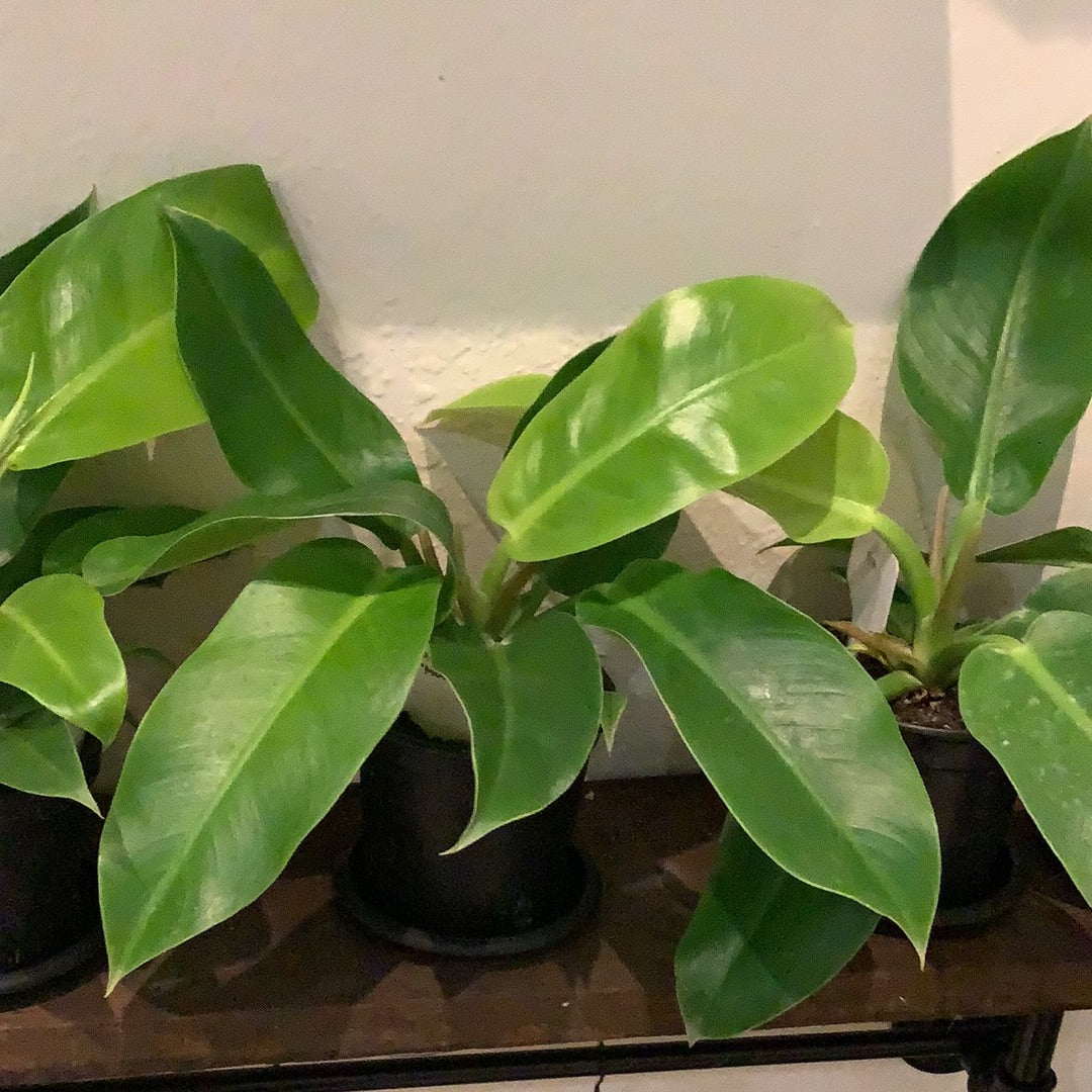 Philodendron "Moonlight" 4"
