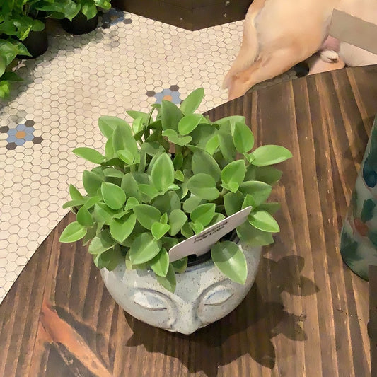 Peperomia Pixie Lime