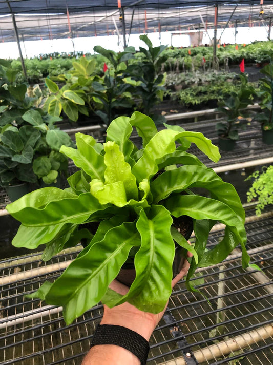 Fern 'Bird's Nest Hurricane' 6"