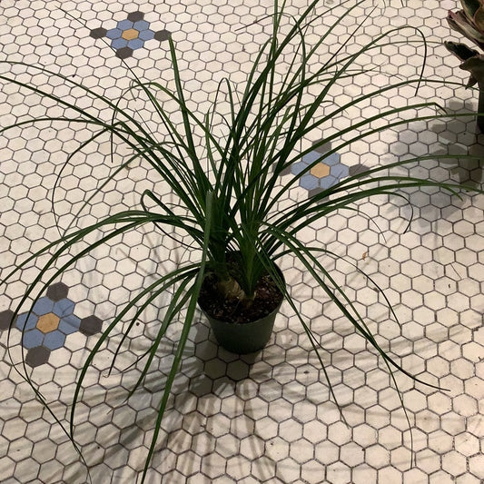 Ponytail Palm