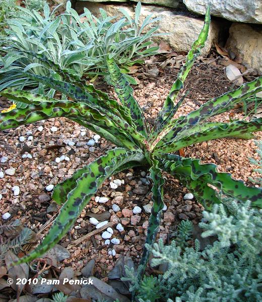 Manfreda Chocolate Chip