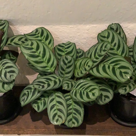 Calathea Burle Marx “Fish Bone” 4"