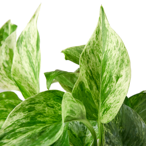 Pothos 'Marble Queen'