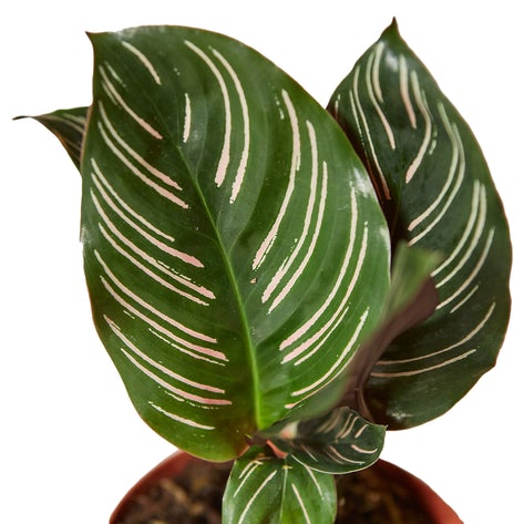 4" Calathea 'Ornata'