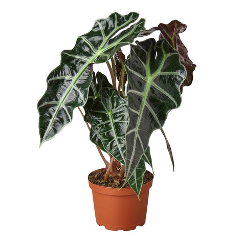 4" Alocasia Polly 'African Mask'