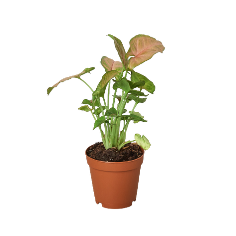 Syngonium Strawberry
