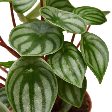 Peperomia Watermelon 4"