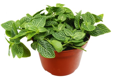 Fittonia 'White Nerve Plant' “4